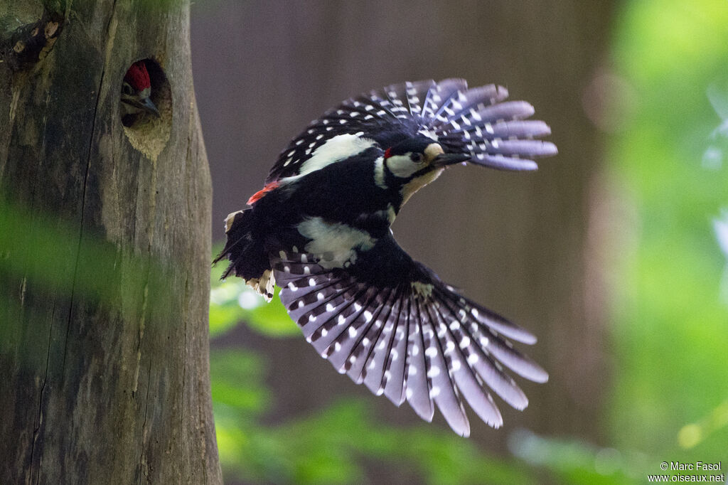 Great Spotted Woodpecker male adult, Flight, Reproduction-nesting