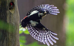 Great Spotted Woodpecker