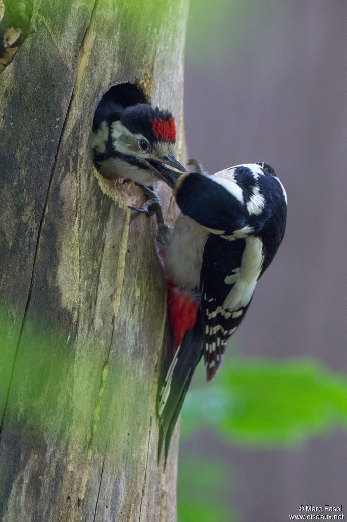 Great Spotted Woodpecker female adult, Reproduction-nesting