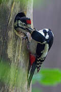 Great Spotted Woodpecker