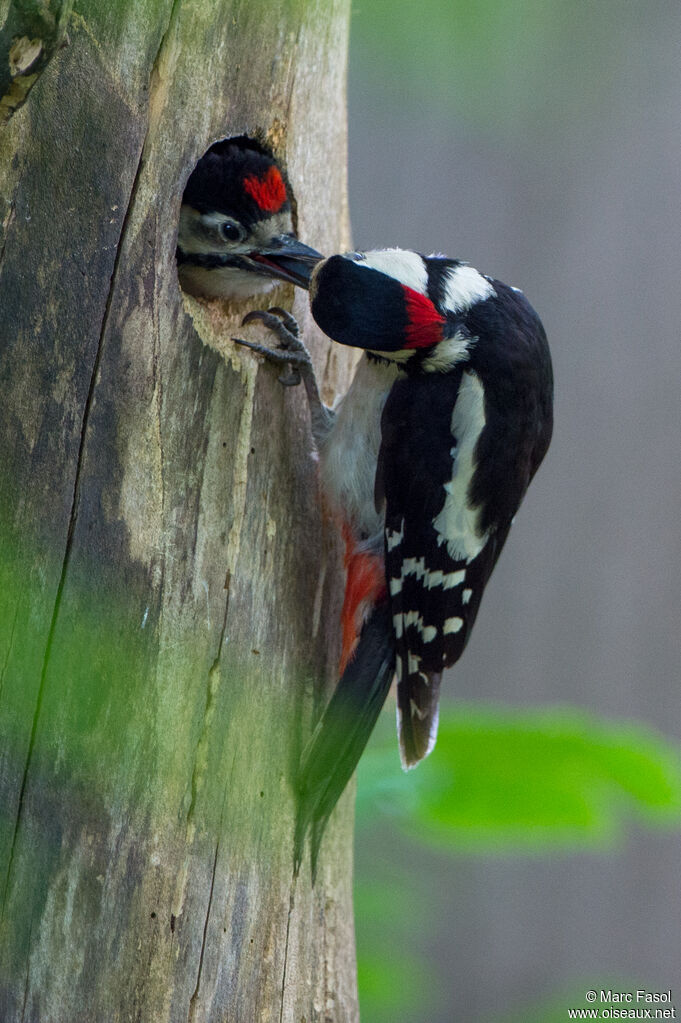 Great Spotted Woodpecker male adult, identification, Reproduction-nesting