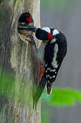 Great Spotted Woodpecker