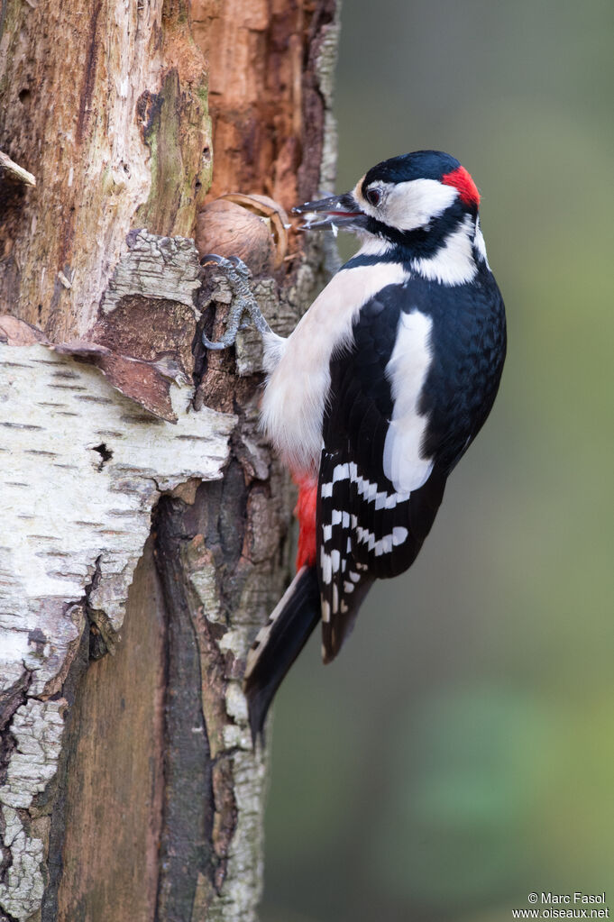 Great Spotted Woodpecker male, identification, eats