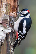 Great Spotted Woodpecker