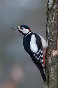 Great Spotted Woodpecker