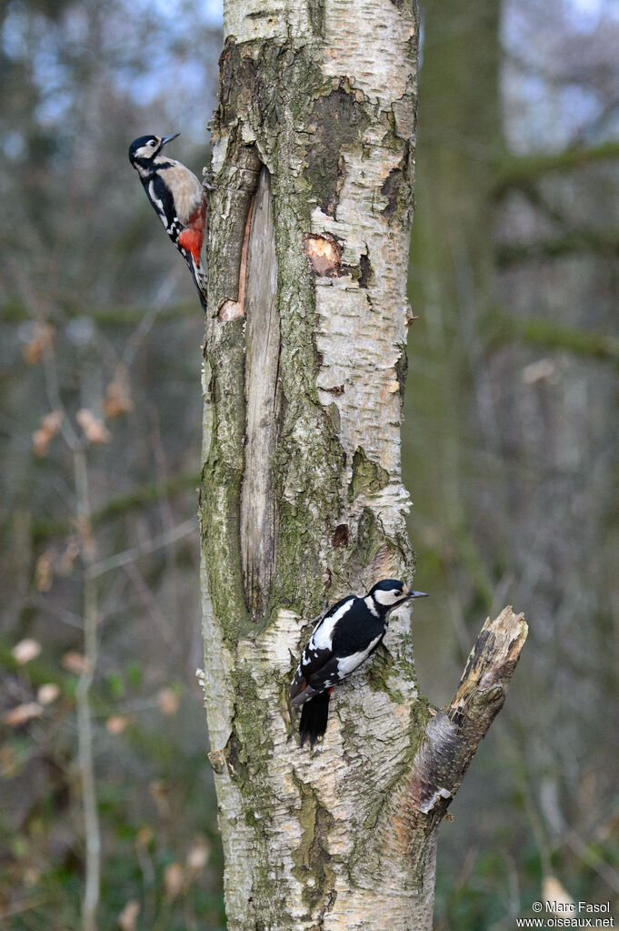 Great Spotted Woodpecker