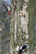 Great Spotted Woodpecker