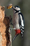 Great Spotted Woodpecker