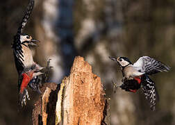 Great Spotted Woodpecker