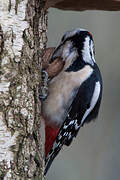 Great Spotted Woodpecker