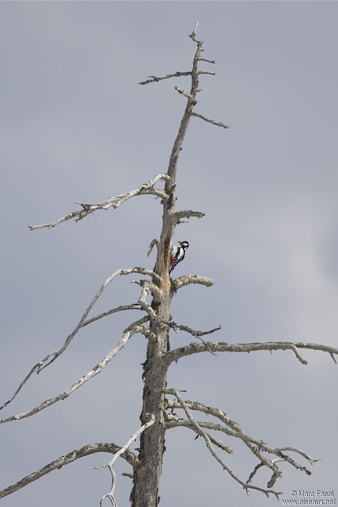 Great Spotted Woodpecker female adult, identification, feeding habits, Behaviour