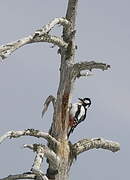 Great Spotted Woodpecker