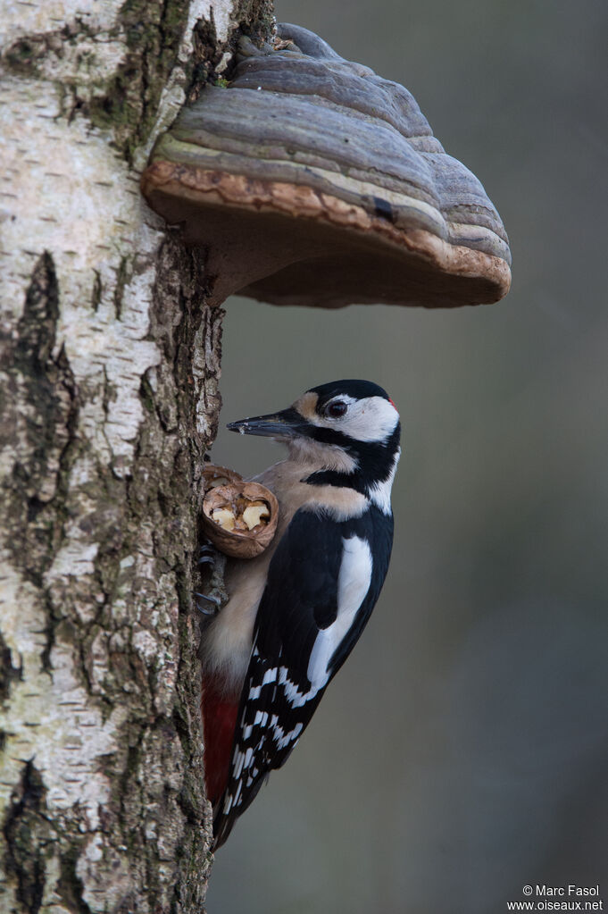 Great Spotted Woodpecker