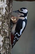 Great Spotted Woodpecker