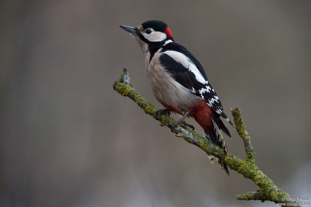 Great Spotted Woodpecker male adult post breeding