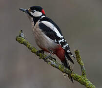 Great Spotted Woodpecker