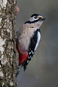 Great Spotted Woodpecker