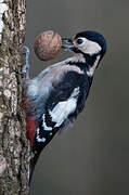 Great Spotted Woodpecker