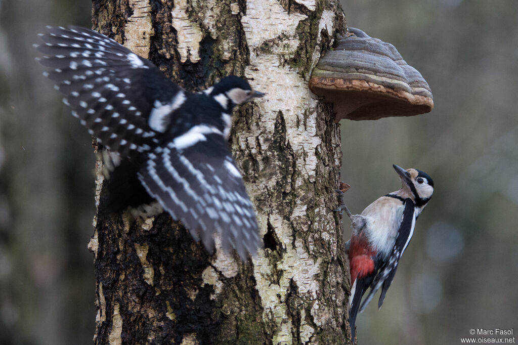 Great Spotted Woodpeckeradult, identification