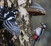 Great Spotted Woodpecker