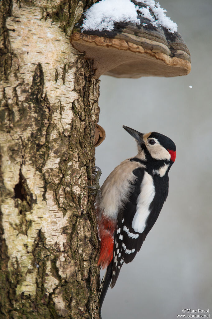 Great Spotted Woodpecker male adult, identification