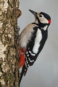 Great Spotted Woodpecker