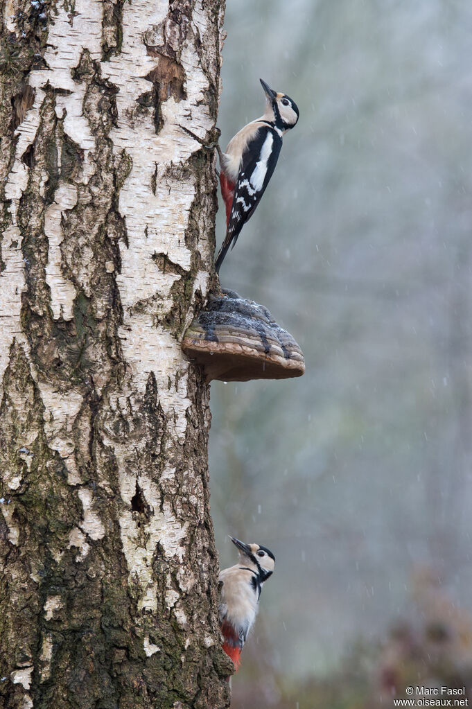 Great Spotted Woodpecker, identification