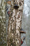 Great Spotted Woodpecker