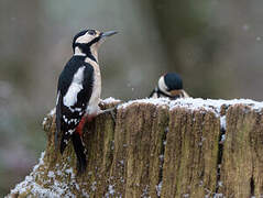 Great Spotted Woodpecker