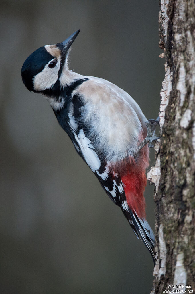 Great Spotted Woodpecker female adult, identification