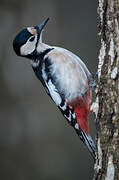 Great Spotted Woodpecker