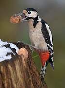 Great Spotted Woodpecker