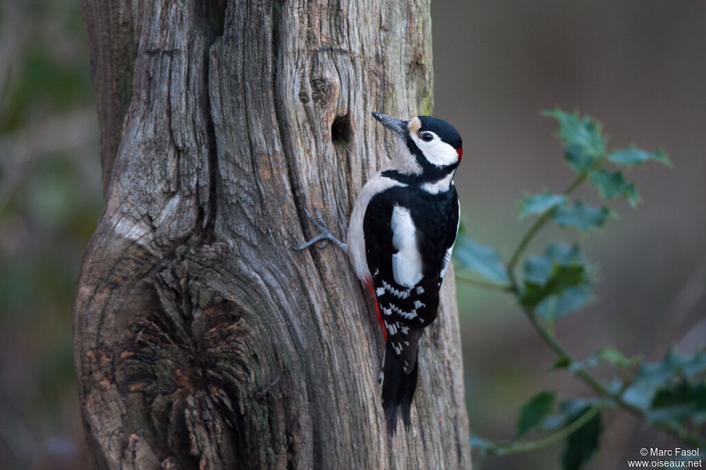 Great Spotted Woodpecker male adult, identification