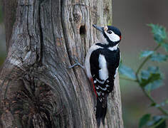 Great Spotted Woodpecker