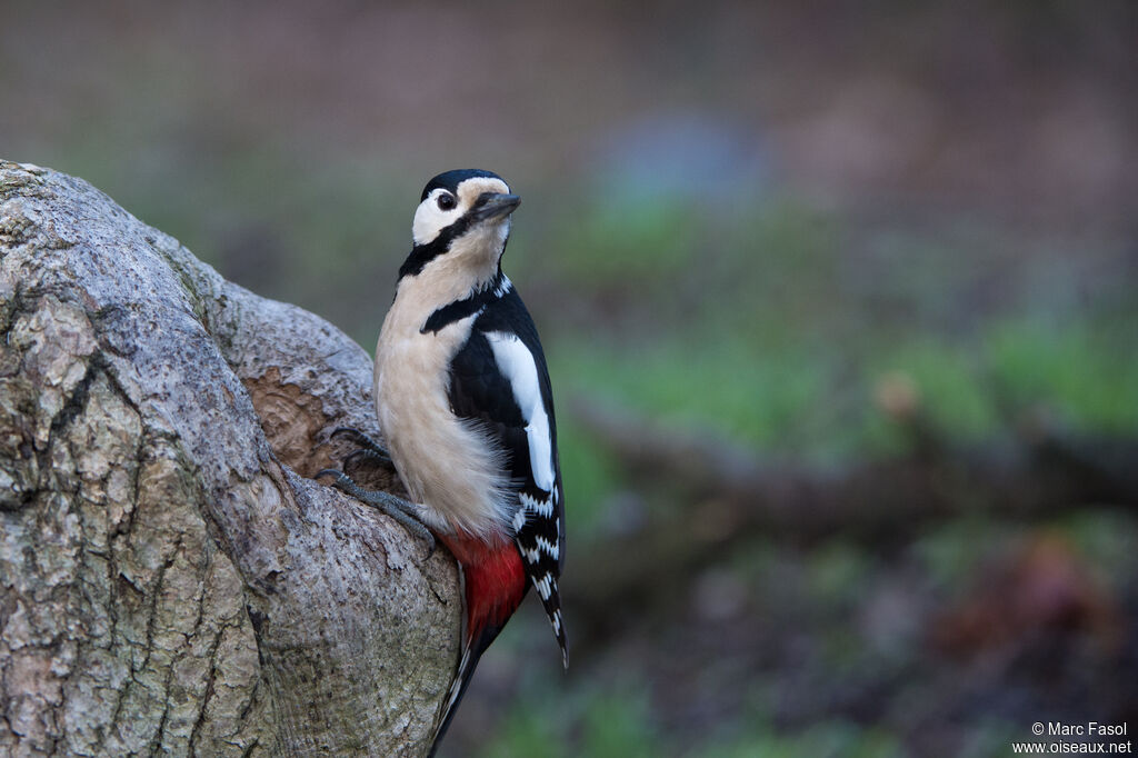 Pic épeicheadulte, identification