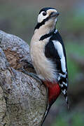 Great Spotted Woodpecker