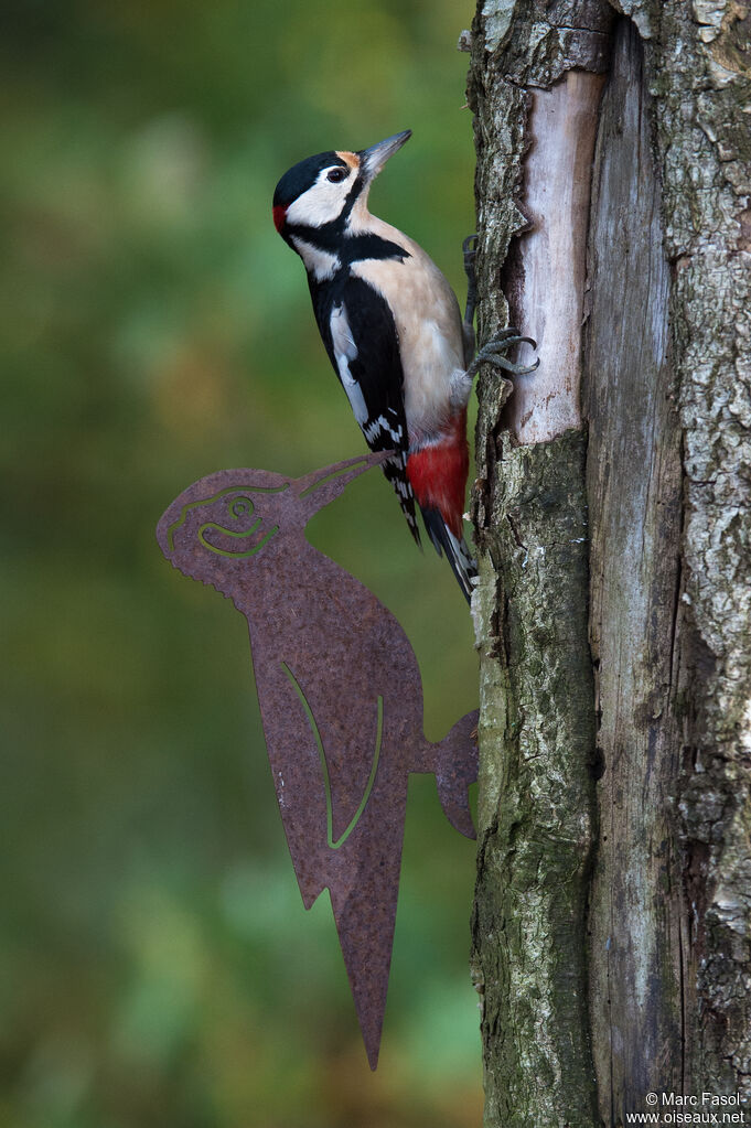 Great Spotted Woodpecker male adult post breeding, identification