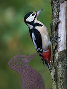 Great Spotted Woodpecker