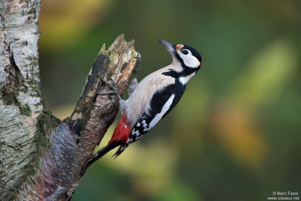 Great Spotted Woodpecker male adult, identification