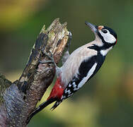 Great Spotted Woodpecker