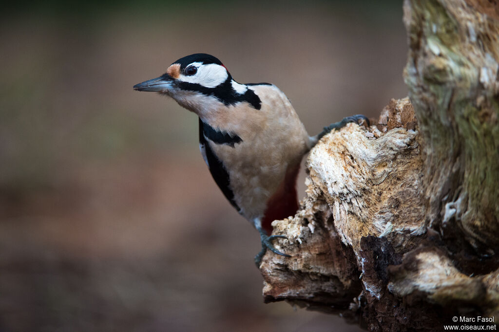 Great Spotted Woodpecker male adult, identification