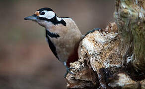 Great Spotted Woodpecker