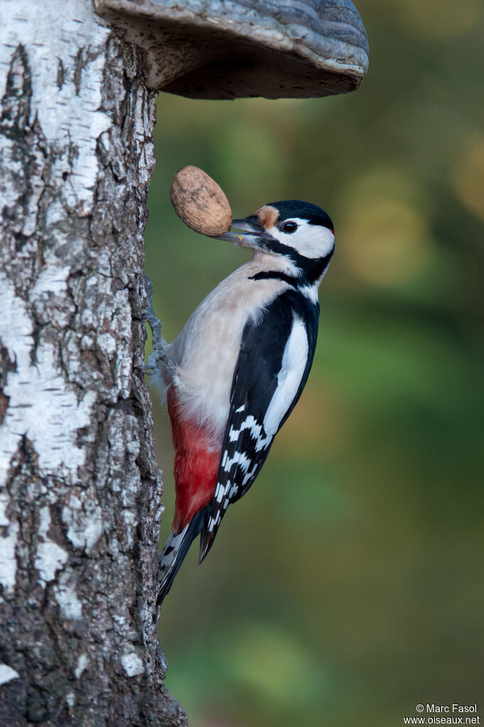 Great Spotted Woodpecker male adult, eats