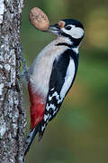 Great Spotted Woodpecker