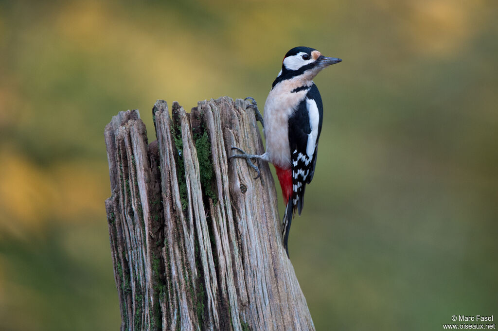 Great Spotted Woodpecker male adult, identification