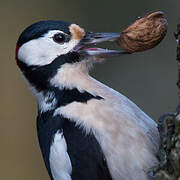 Great Spotted Woodpecker