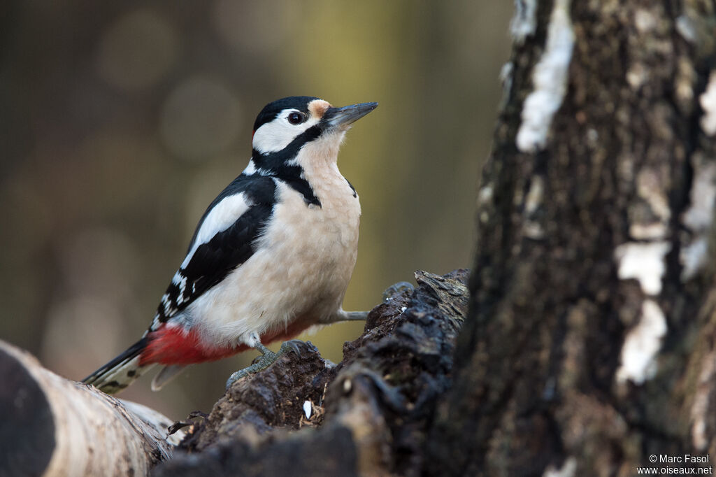 Great Spotted Woodpecker male adult, identification