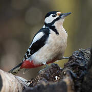 Great Spotted Woodpecker