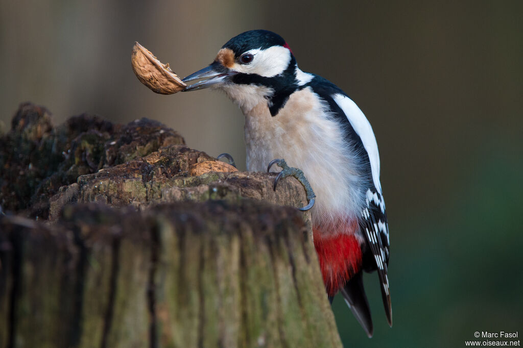 Great Spotted Woodpecker male, identification, feeding habits, eats