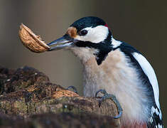 Great Spotted Woodpecker